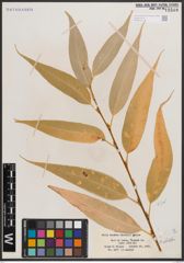 Foto von Salix caudata (Nutt.) A. Heller